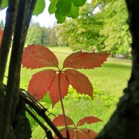 Девичий виноград :: Сапсан 