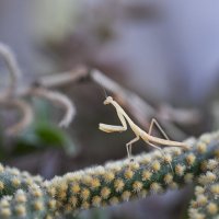 На балкончике :: Осень На балкончике :: Осень