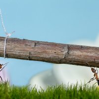 Строители :: Ирина Коледова Строители :: Ирина Коледова