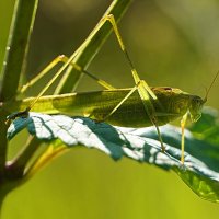 Пластинокрыл :: Галина Кан