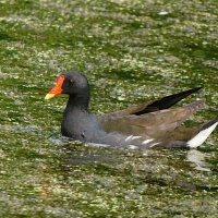 Камышница :: Лина 