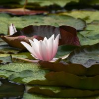 Лето в Ботаническом... Июль. :: Наташа *****