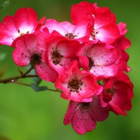 Лето в Ботаническом... Июль. :: Наташа ***** Лето в Ботаническом... Июль. :: Наташа *****