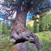 Алтай :: Андрей Л. В.