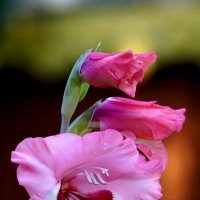 Гладиолус :: александр 