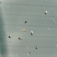 Диалектика :: Владимир Колесников