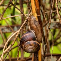 Виноградная улитка :: Игорь Сикорский