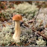 *** :: Aleksandr Gal