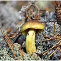 Зеленушка :: Aleksandr Gal