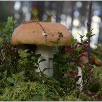 Сыроежка :: Aleksandr Gal