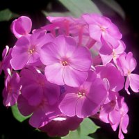 Флоксы :: Елена Семигина