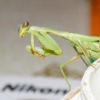 Изучаем инструкцию к Nikon...) :: Константин Штарк