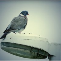 ЕГО УТРО... :: Elvira E. ЕГО УТРО... :: Elvira E.