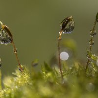 Капельки :: Андрей Пристяжнюк