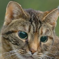 муся :: Andrey Bragin 