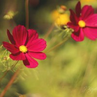 *** :: Елена Kазак (selena1965)