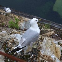 Чайка :: Любовь ***