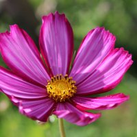 космея :: Ирина Лесиканич