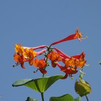 Каприфоль :: Freddy 97 Каприфоль :: Freddy 97