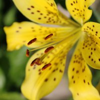 Желтая Лилия :: Ирина Лесиканич