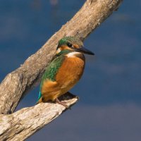 Зимородок над речкой. :: Lada Kozlova