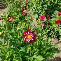 В Ботаническом саду :: Ирэн 