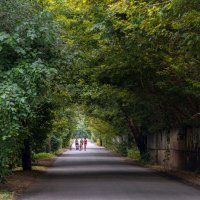 Зелёный тоннель :: Светлана Ищенко