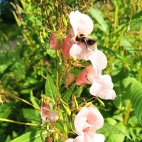 Недотрога :: Сапсан 