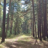 В лесу :: Валентина Богатко В лесу :: Валентина Богатко