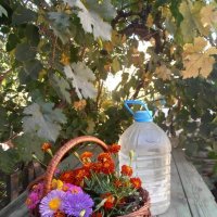 Уже осень... :: Наталья 