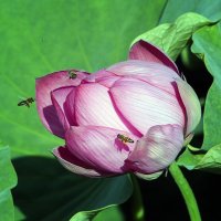 **** :: Андроник Александр **** :: Андроник Александр