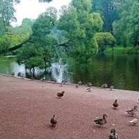 Пейзаж с уточками.( Елагин остров в Питере). :: Светлана Калмыкова Калмыкова