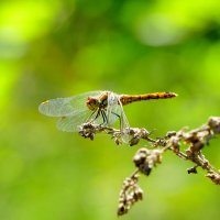 из снятого вчера 1 :: Александр Прокудин