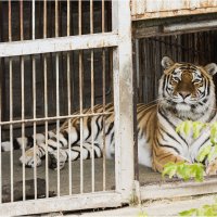 Тигр :: Александр Ширяев