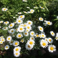 Воспоминания о лете. Июль :: Наталья Герасимова