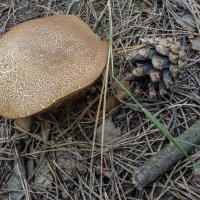 Гриб моховик :: Татьяна Машошина Гриб моховик :: Татьяна Машошина