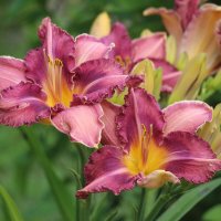 Воспоминание о лете :: Наталья Герасимова Воспоминание о лете :: Наталья Герасимова