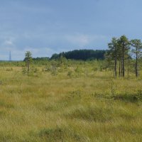 Эко-тропа "Сестрорецкое болото" :: zavitok * Эко-тропа "Сестрорецкое болото" :: zavitok *