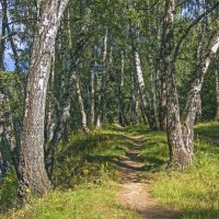 Тропинка :: Сергей Фомичев