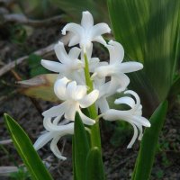 "Будет апрель!" Ю.Левитанский :: Syntaxist (Светлана)