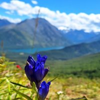 Алтай :: Андрей Л. В.