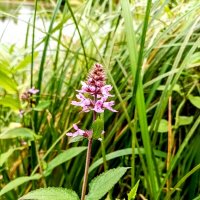 Чтстец :: Veera V