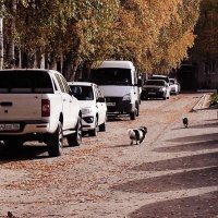 Сентябрь...Четвероногие пешеходы! :: Владимир 