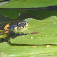 *** :: Елена Kазак (selena1965) *** :: Елена Kазак (selena1965)