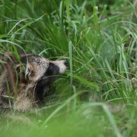 На отдыхе :: Овсечук Мария 