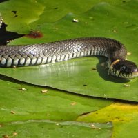 *** :: Елена Kазак (selena1965)