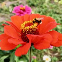 Последние аккорды лета :: Любовь Сахарова Последние аккорды лета :: Любовь Сахарова