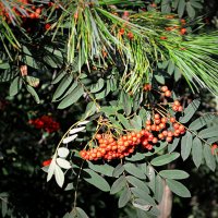 С грустью прощаемся с летом :: Татьяна Лютаева