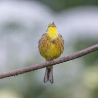 овсянка :: юрий макаров