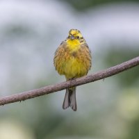 овсянка :: юрий макаров овсянка :: юрий макаров